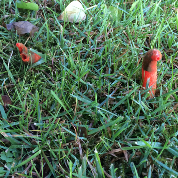 Elegant Stinkhorn fungus | Project Noah
