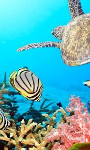 How to mod Turtle Wallpapers 1.0 unlimited apk for laptop