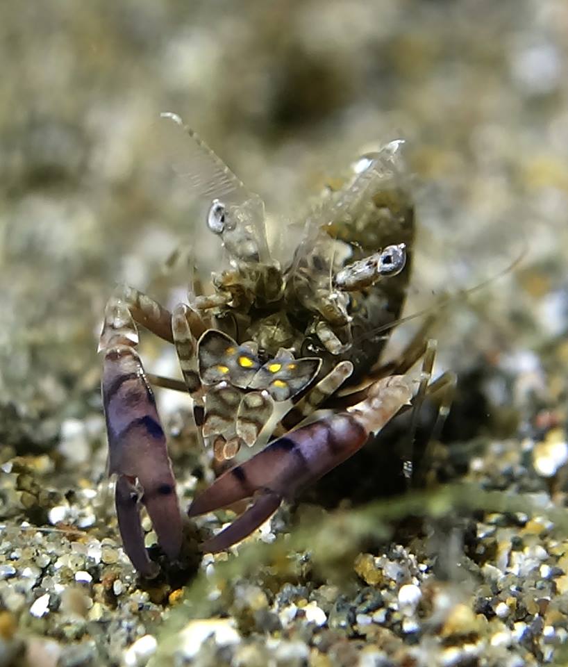 Simplex Shrimp