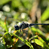 Ground Skimmer