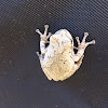 White tree frog
