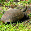 Gopher Tortoise