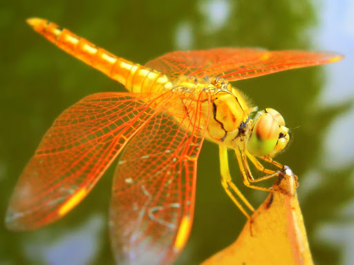 免費下載個人化APP|Dragonfly Wallpaper app開箱文|APP開箱王