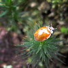 Ten-spotted Ladybug