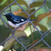 Black-throated Blue Warbler (Male)