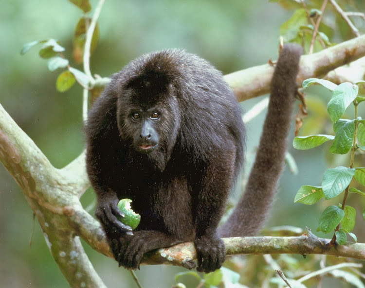 A howler monkey in Belize.