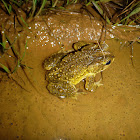 Wetlands Toad