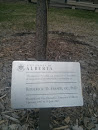 Japanese Lilac in Recognition of Roderick Fraser
