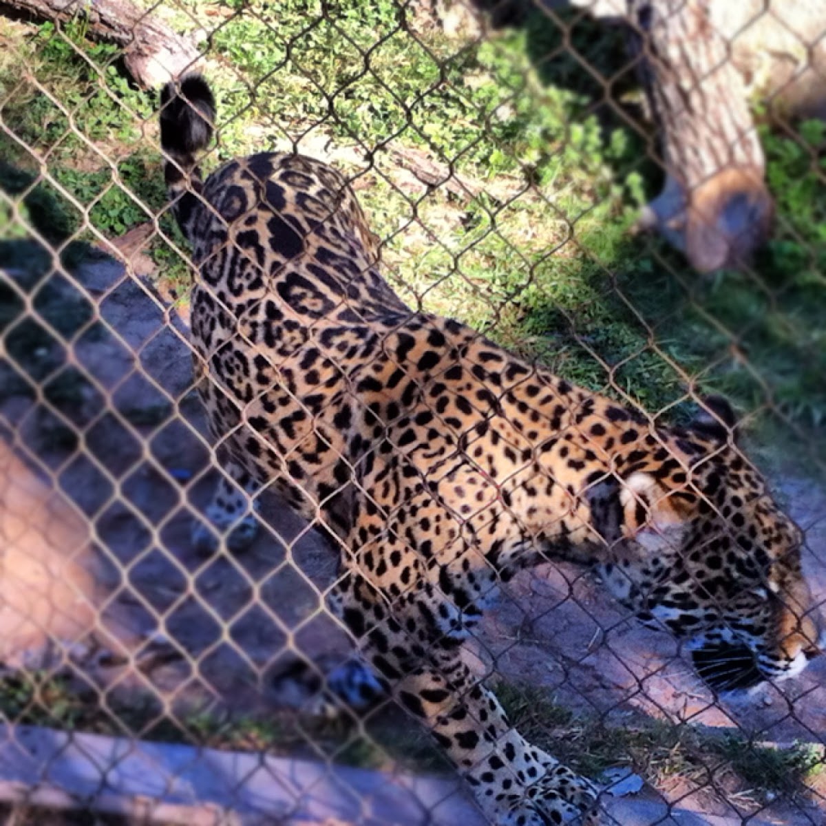 Jaguar