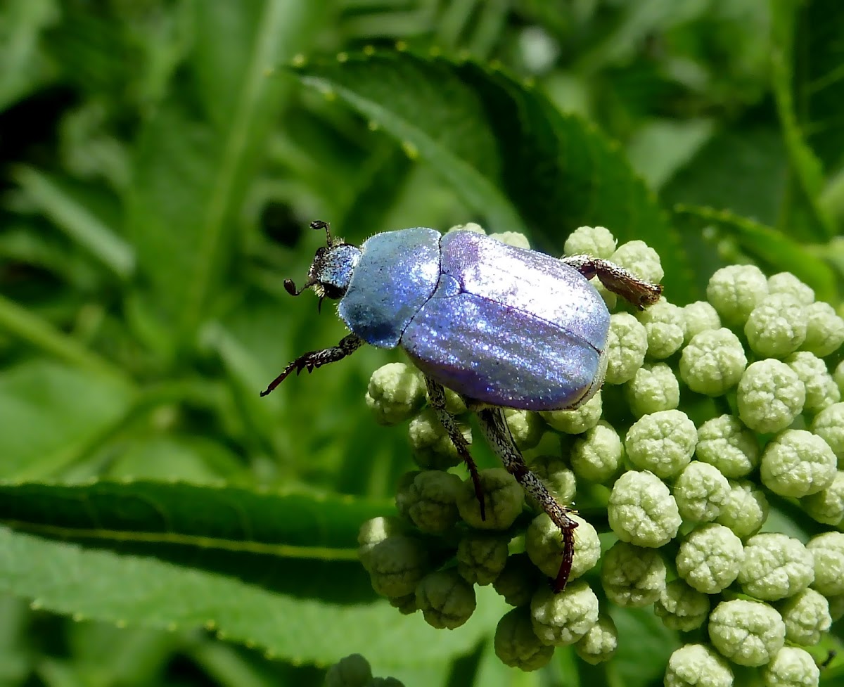 Blue Chafer (male)