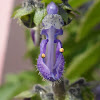 Flower Coleus forskohlii