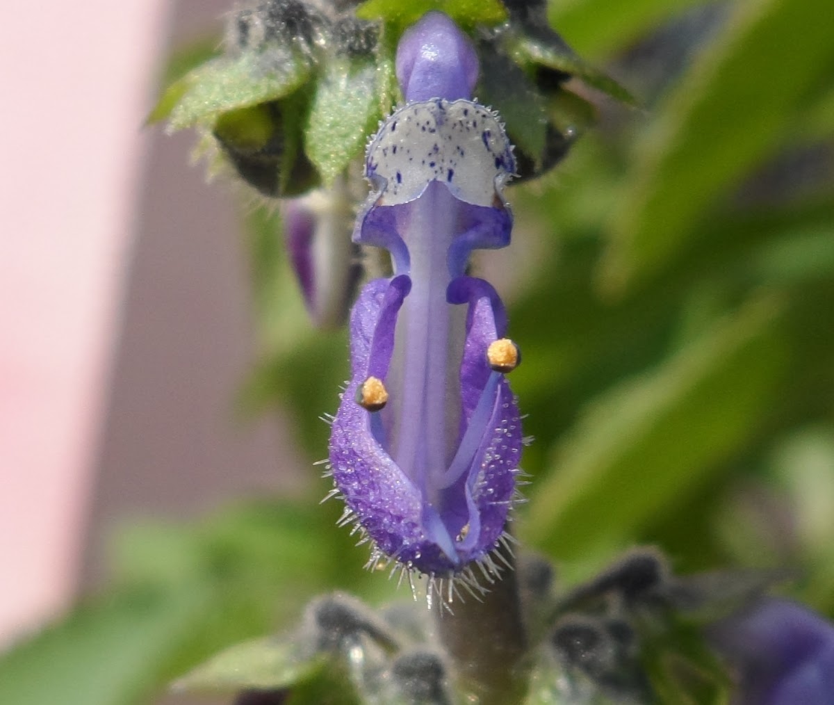 Flower Coleus forskohlii | Project Noah