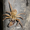 Wandering Spider