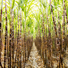 Sugar Cane Farm by Lim Hok - Nature Up Close Trees & Bushes