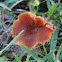 orange wax cap fungi 
