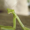 Mantis (Nicaragua)