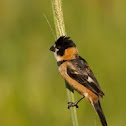 Rusty collared seedeater