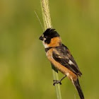 Rusty collared seedeater