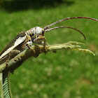 longicorn beetle
