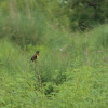 Brown and yellow marshbird