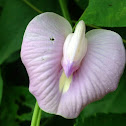 Centro or Butterfly Pea