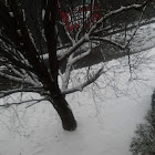 Snowy Maple Tree