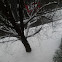Snowy Maple Tree