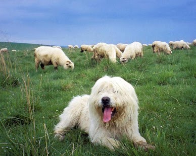 Sheepdog Wallpapers Screenshots 0