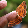 The Indian Owlet-Moth