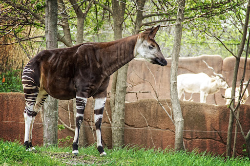Okapi Roger Brandt and Saint Louis Zoo — Google Arts
