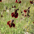 Upright Prairie Coneflower or Mexican Hat