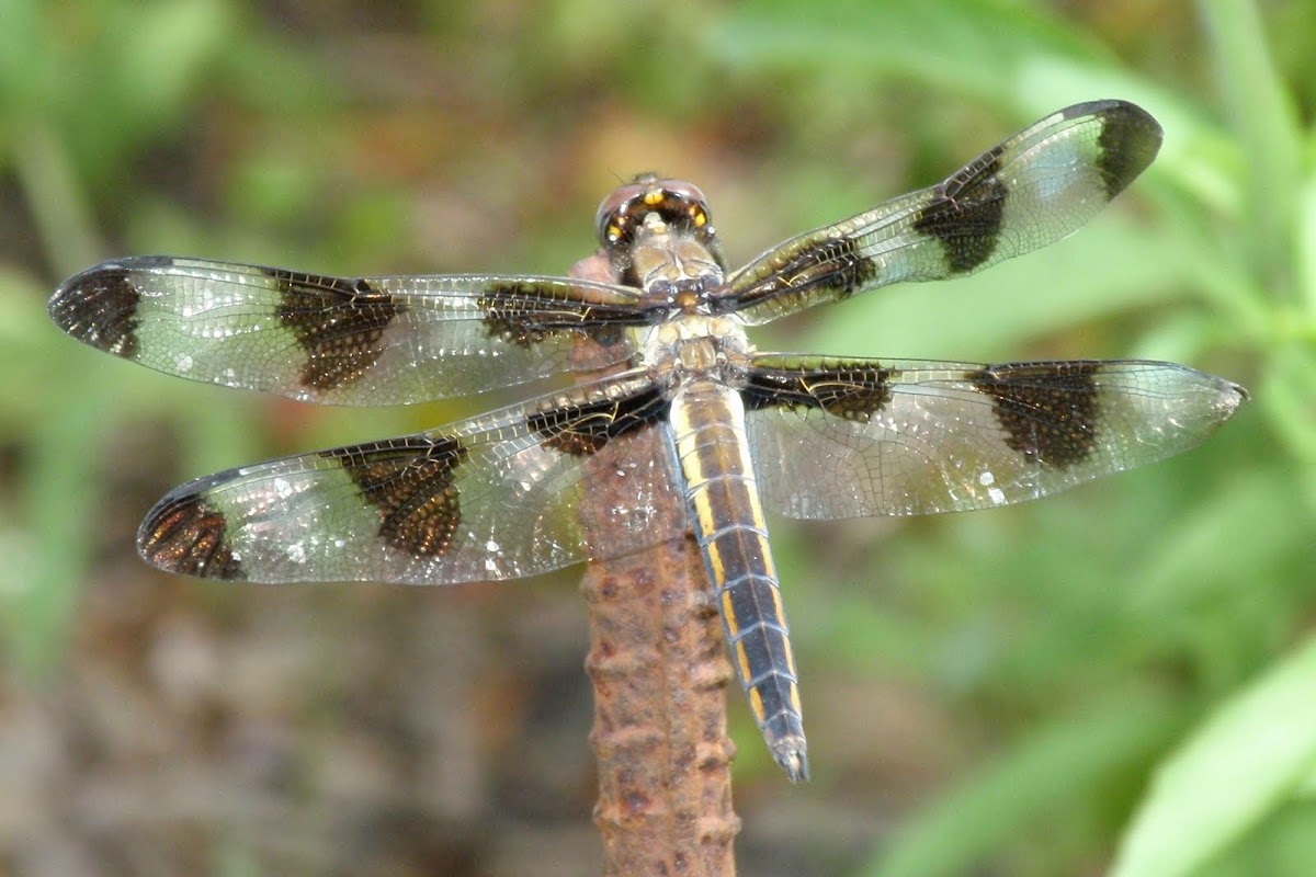 Callico Pennant Dragonfly
