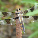 Callico Pennant Dragonfly