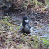 White-naped Tit