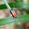 Red Cotton Stainer