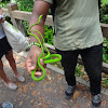 Oriental Green Whip Snake