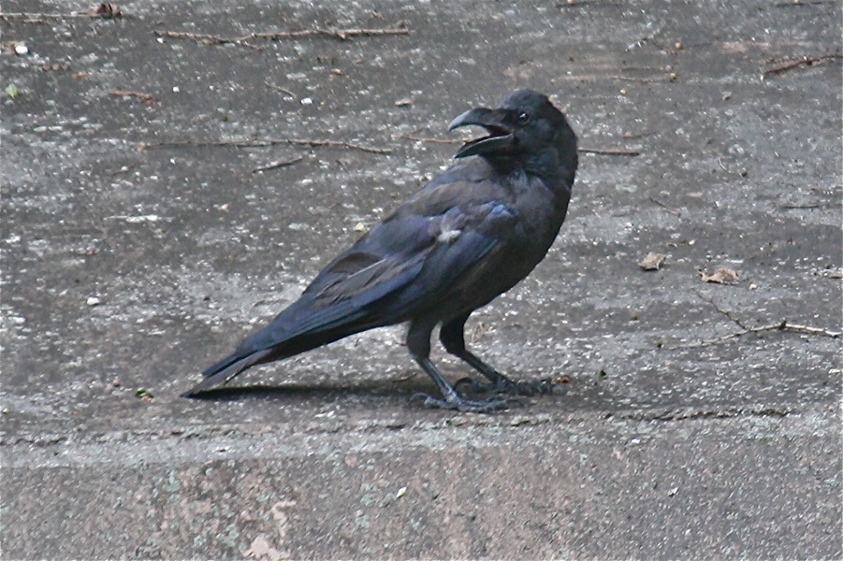 Big Black Crow