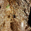Western (Black) Widow Spider