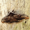 Giant Peacock Moth