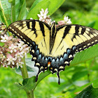 Eastern Tiger Swallowtail