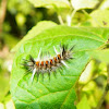 Tiger Moth Larva
