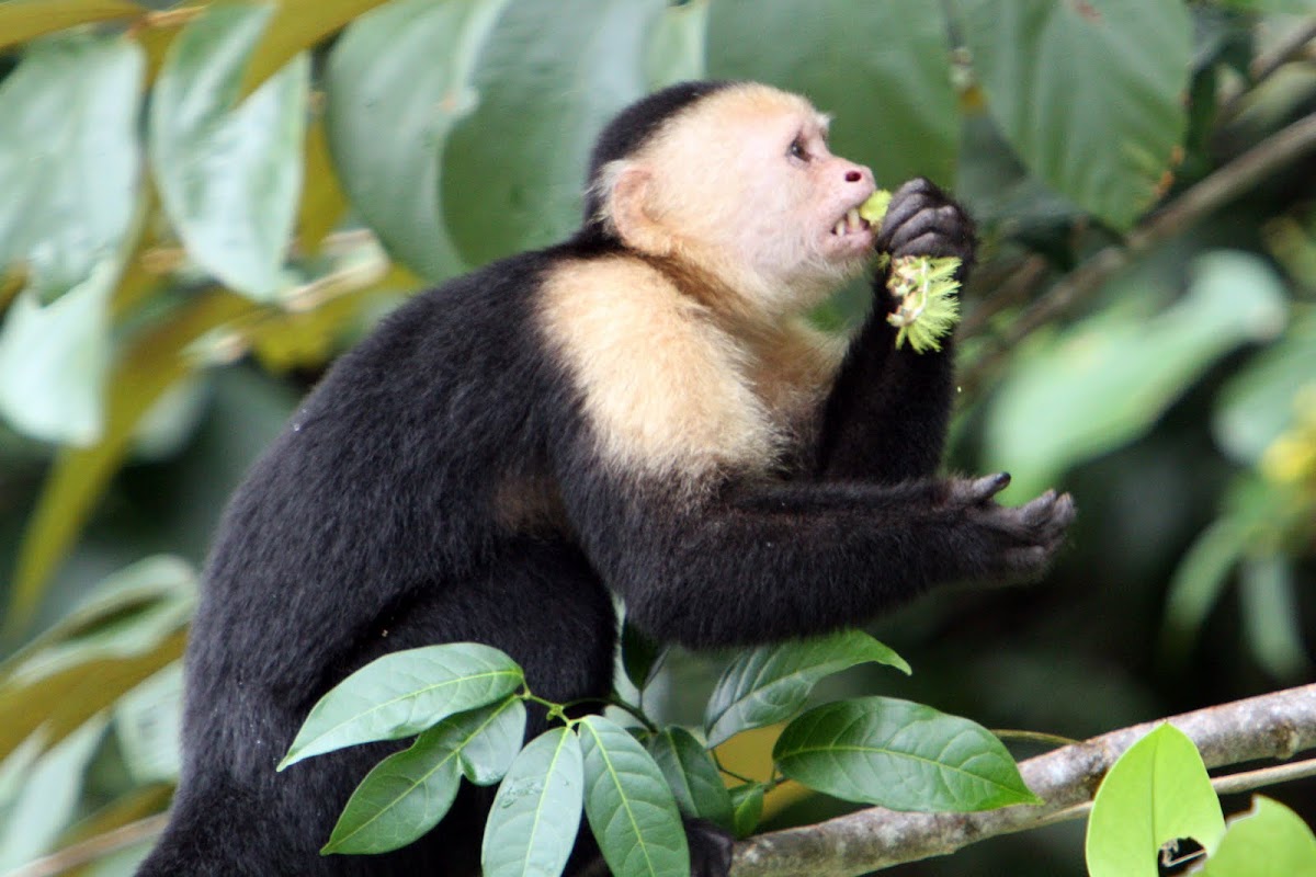 White-faced Monkey feeding on a toxic caterpillar