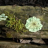 Lichens & Moss