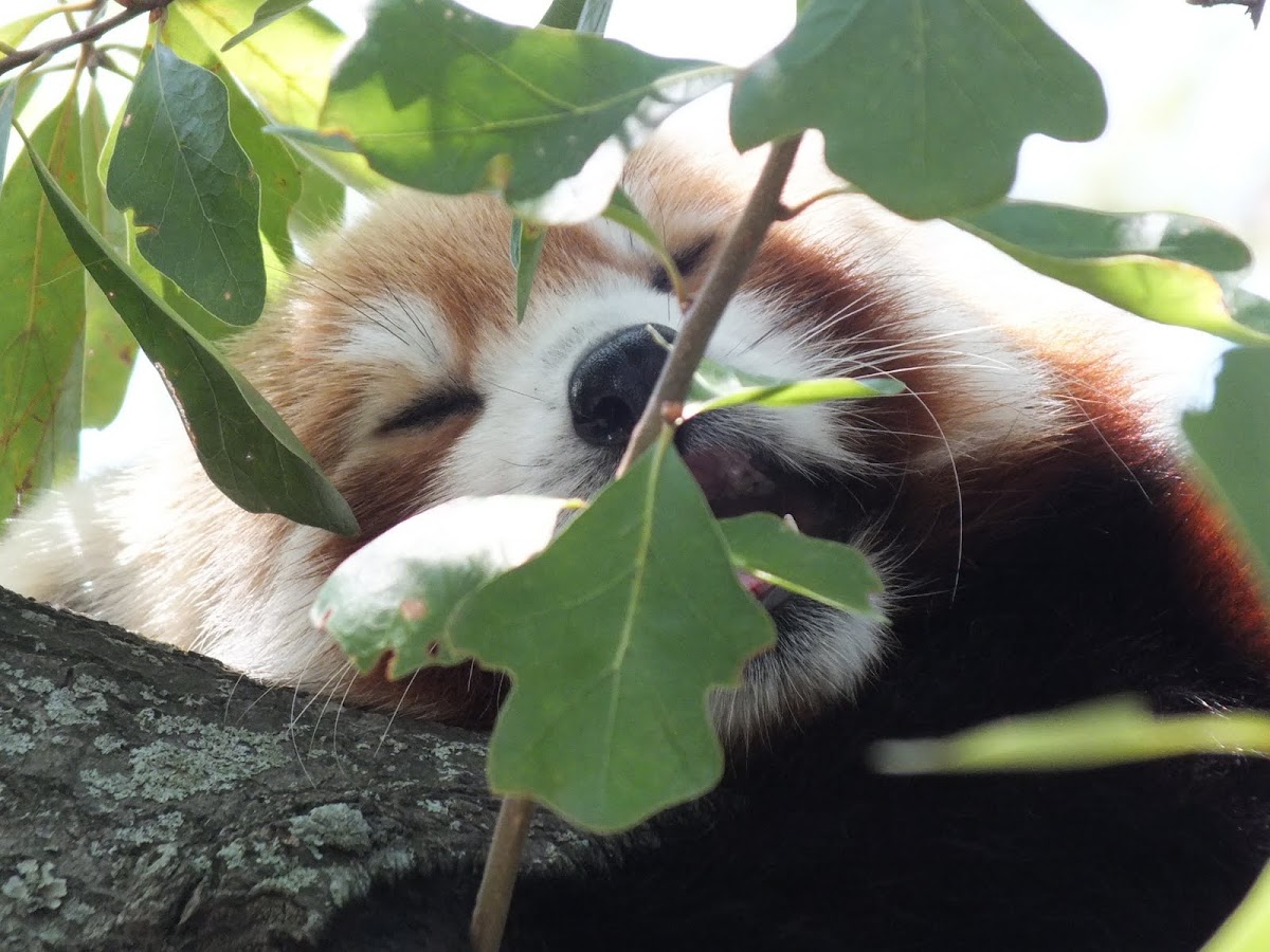 Red Panda