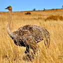 Ostrich - female