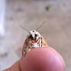 Arge Tiger Moth