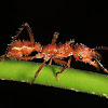 Ectatomma Ant