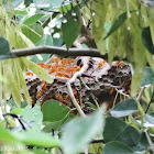 Yellow Oriental Paper wasp nest
