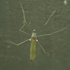 Limoniid Crane Fly