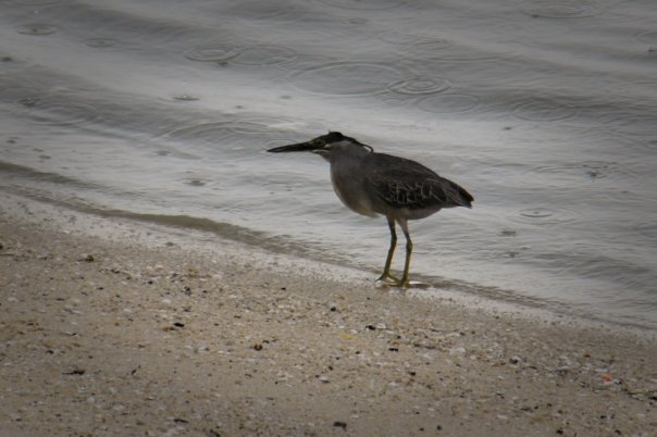 Green-backed Heron